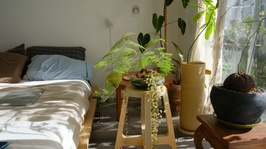 Unique Indoor Plants for Decoration