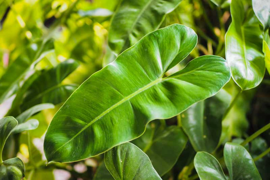What You Need to Know About Growing and Caring for Philodendron Erubescens