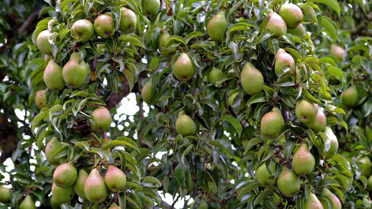 Growing Fruit Trees in Colder Climates