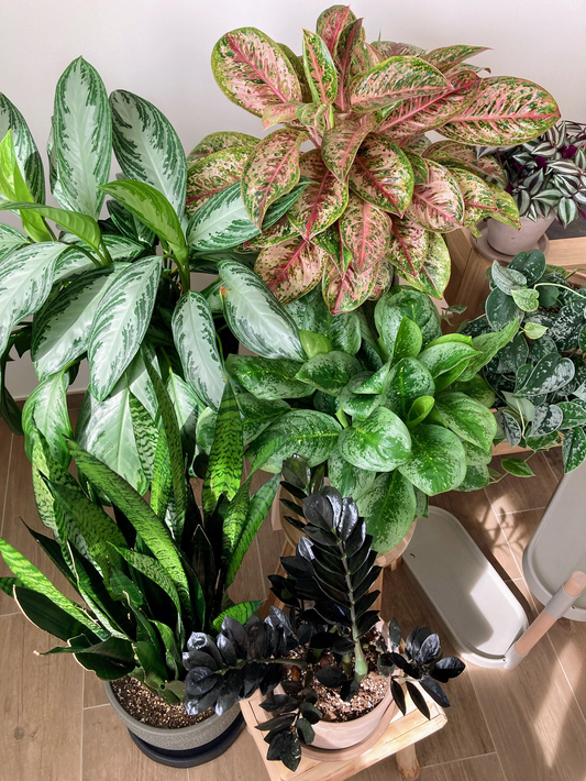 Low-Maintenance Houseplants