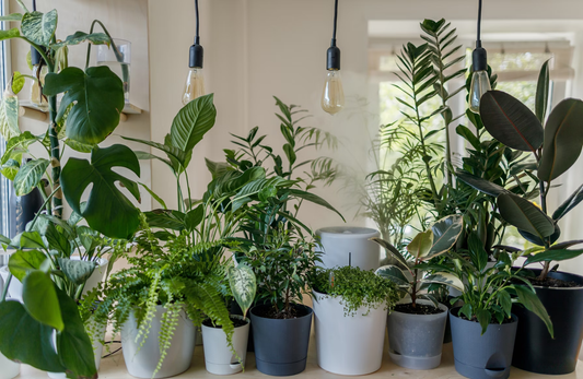 Top 10 Low Light Indoor Plants That Will Transform Your Home