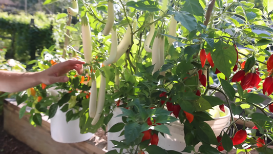 Container Gardening Ideas