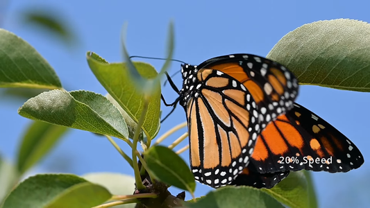How to Create a Butterfly Habitat