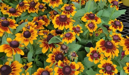 Plants that Tolerate Drought