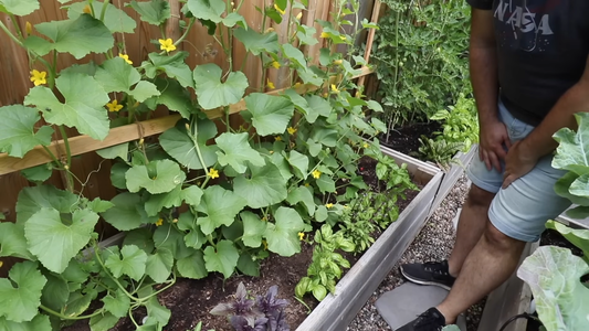 Best Plants for Urban Gardening