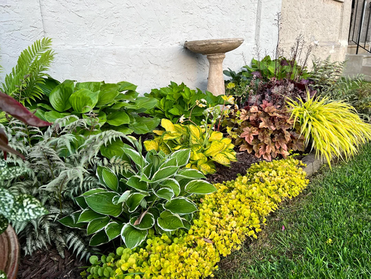 Affordable Garden Plants