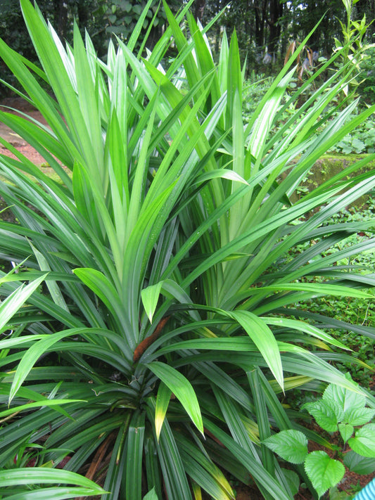 Introduction to Pandanus amaryllifolius - The Pandan Leaf: An Essential Asian Cooking Herb