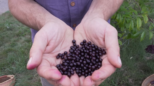 How to Care for Elderberry Bushes