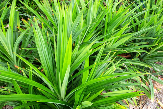 Pandanus amaryllifolius