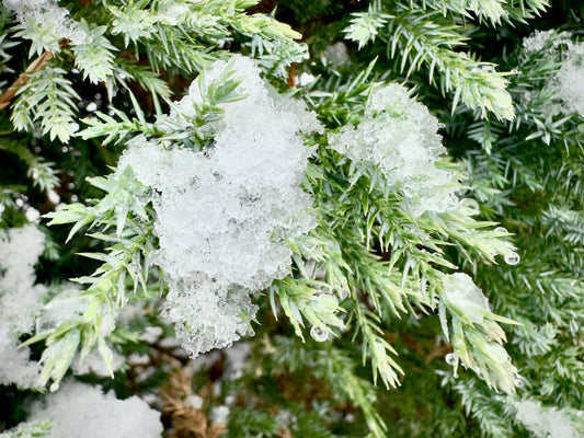 How To Protect Your Garden From Bad Weather ?