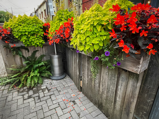 container gardening tips