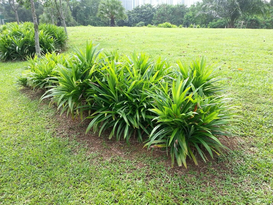 9 Essential Questions to Troubleshoot and Master Pandanus amaryllifolius Care