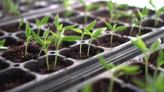 How to Grow Plants from Seeds