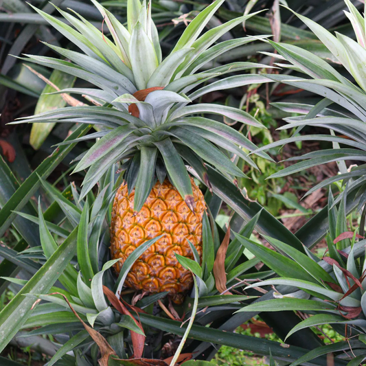 Elite Gold Pineapple Enthusiasts