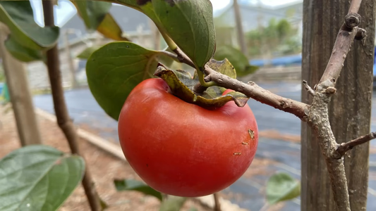 Best Conditions for Growing Persimmons