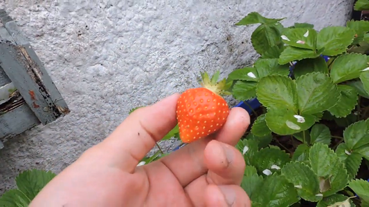 Best Varieties of Strawberries for Your Garden