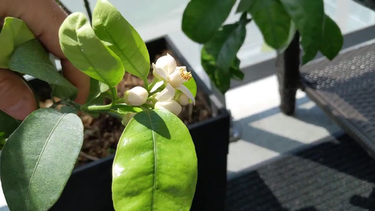 How to Grow a Grapefruit Tree Indoors