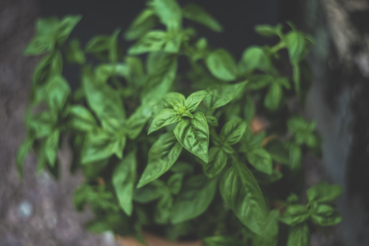 No Garden? No Problem! A Beginner's Guide to Growing Herbs Indoors