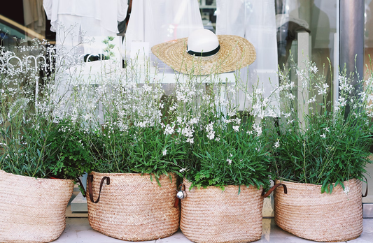 best plants for hanging baskets