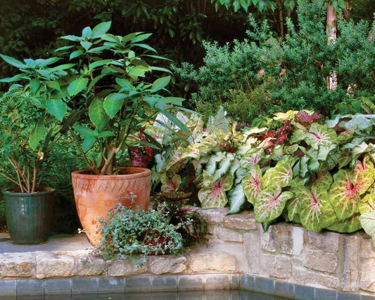 Best Plants for Outdoor Shade