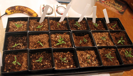 Best Practices for Seed Starting