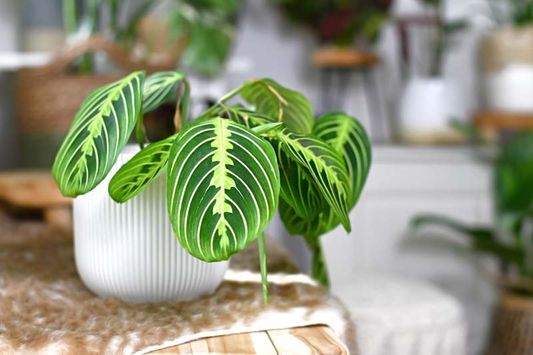 25 Growing Tips for Successfully Growing Lemon Lime Maranta Indoors