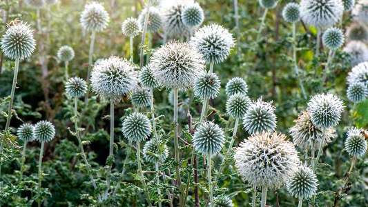 You Garden Plant