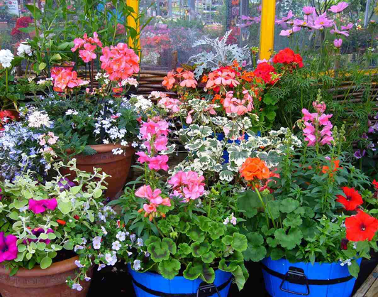 Why Send Outdoor Plant Gifts? 5 Reasons They Make the Perfect Surprise