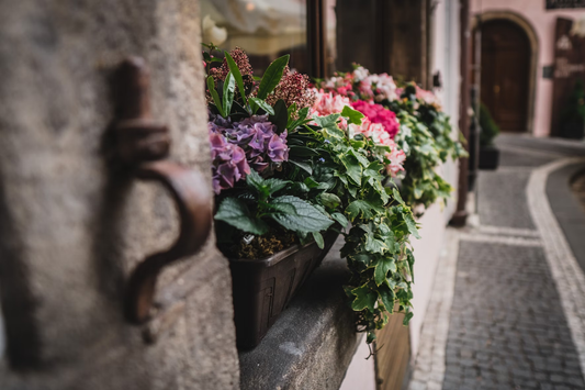 Plants for Window Boxes