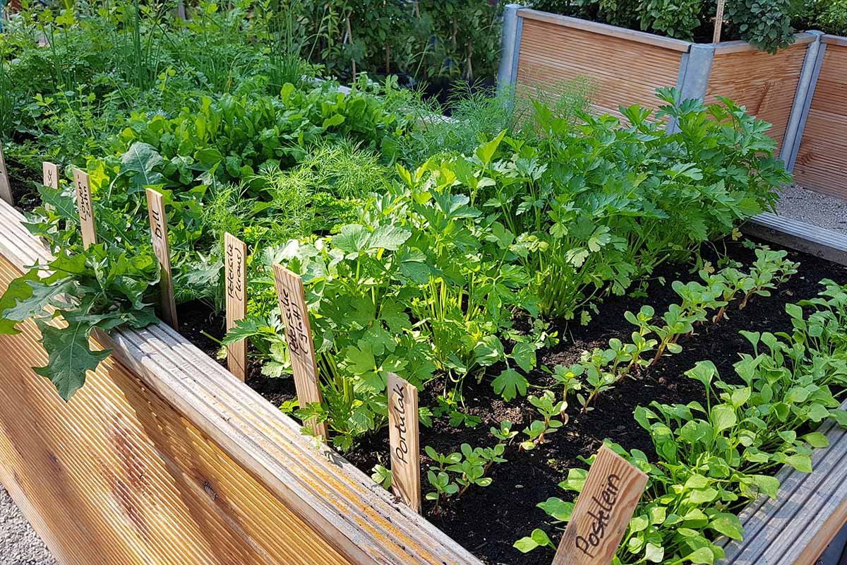 Easy and Productive Best Vegetables to Grow in Raised Beds XRoci