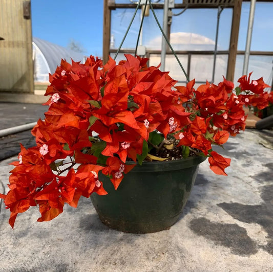 Bougainvillea - 'Flame' - Everything you need to know
