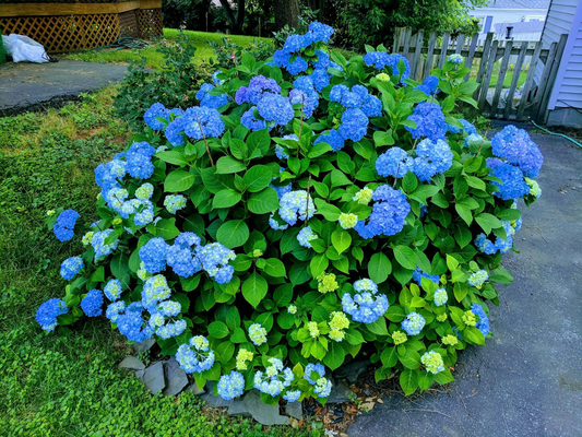 How to Care for Flowering Shrubs