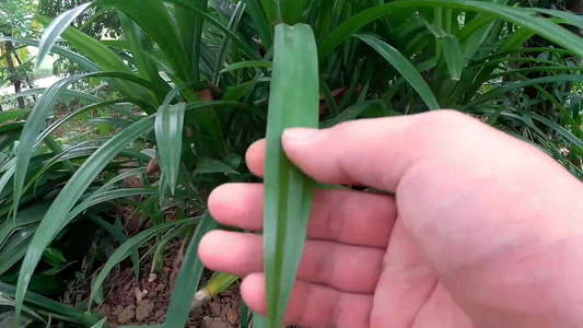 Pandanus amaryllifolius