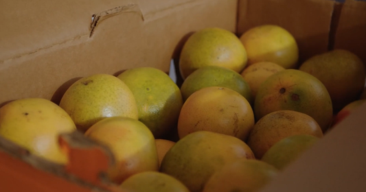 How to Care for a Grapefruit Tree