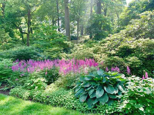 perennial flowers for shade