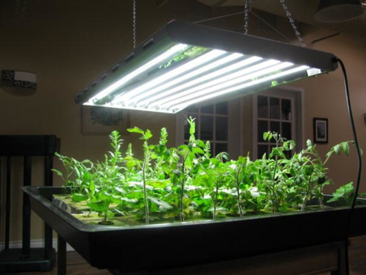 The Science of Grow Lights for Indoor Plants: Enhancing Growth and Productivity