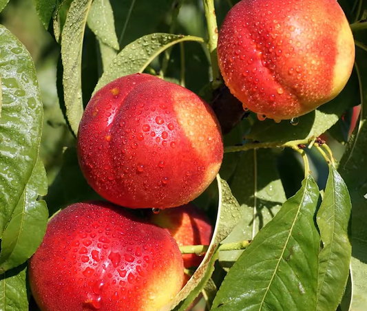 How to Grow a Nectarine Tree