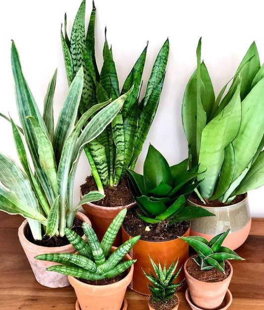 Best Plants for Beginners