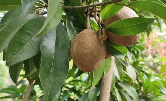 How to Care for a Sapodilla Tree