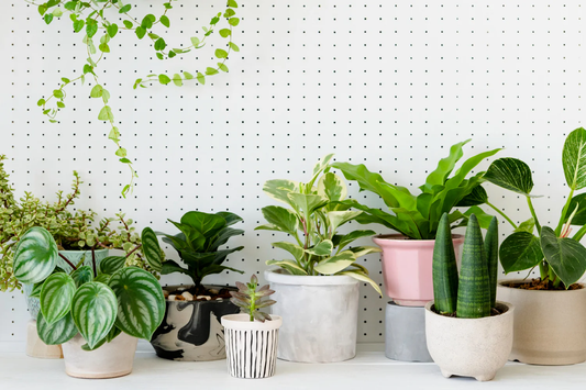 Medicinal Plants for Anxiety and Stress Relief