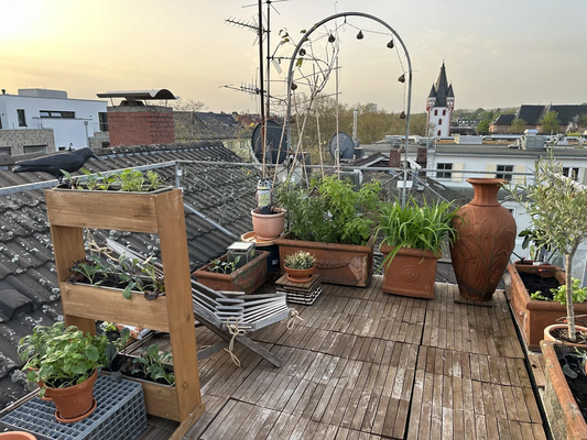 Rooftop Garden Maintenance Tips