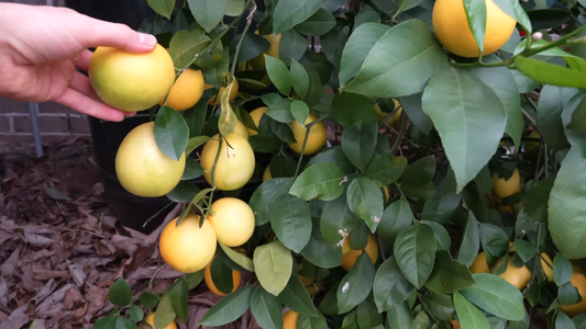 Best Dwarf Citrus Trees for Patios