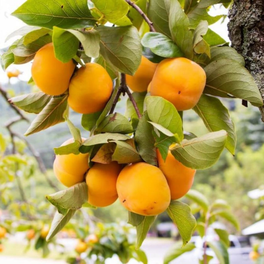 Best Fruits for Low-Maintenance Gardens
