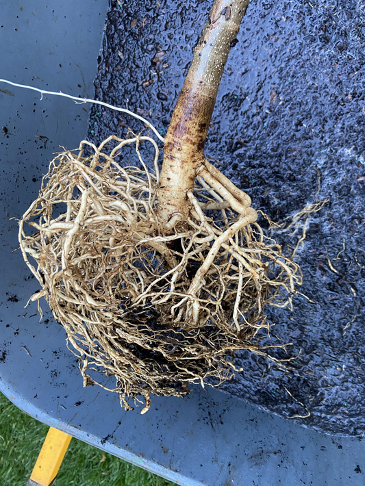 How to Plant Bare Root Trees