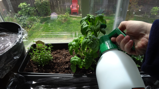 How to Grow Vegetables Indoors