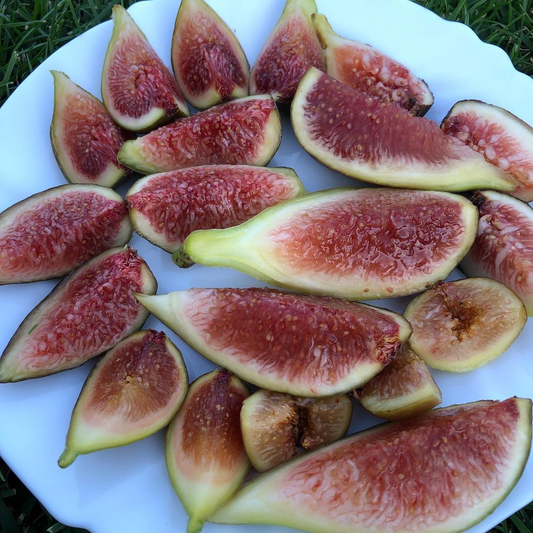 Planting Brown Turkey Fig Trees
