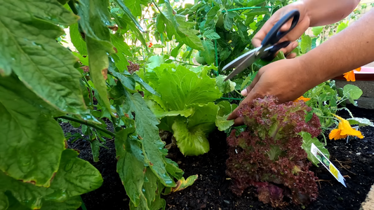 Edible Plants for Shade Gardens