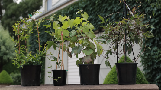 How to Grow Climbing Plants