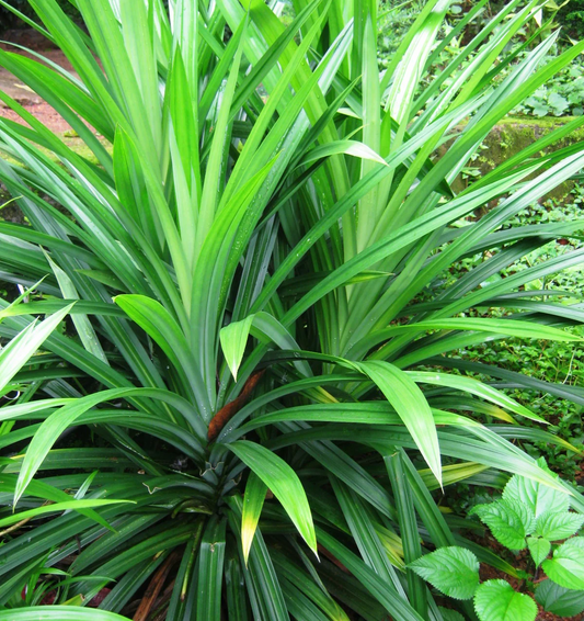 Pandanus amaryllifolius
