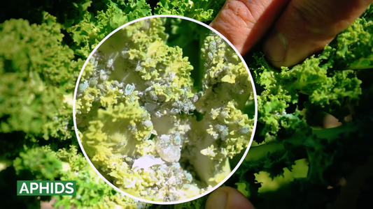 Pest Control for Indoor Plants